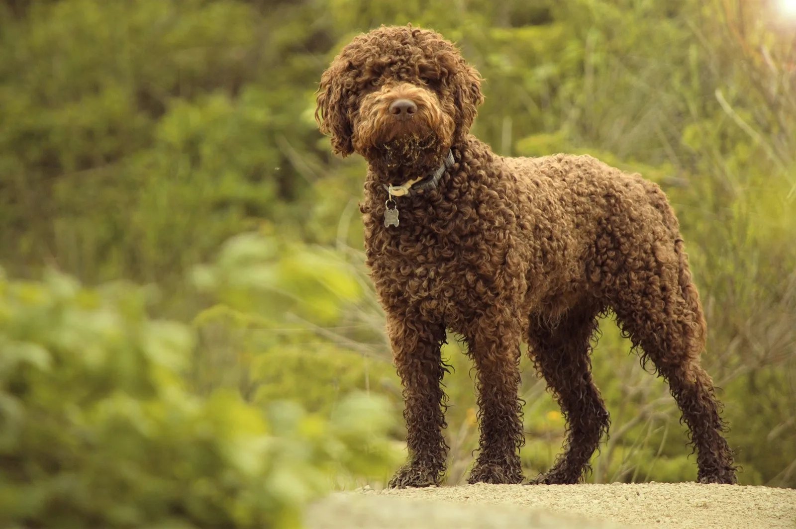 Şimşek — Lagotto Romagnolo