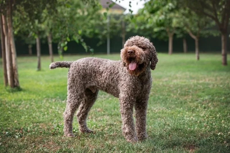 Karabaş — Lagotto Romagnolo