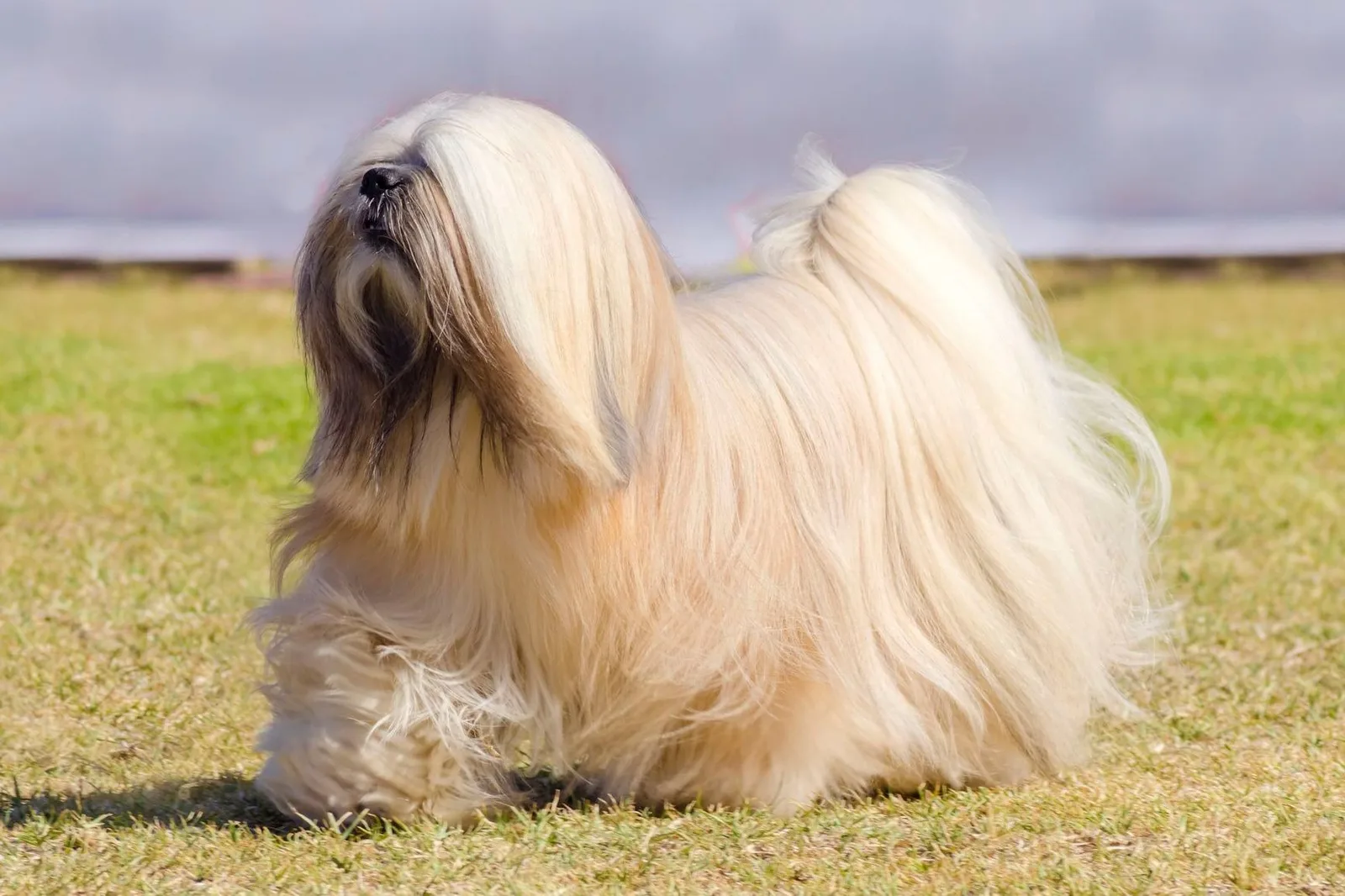 Leo — Lhasa Apso