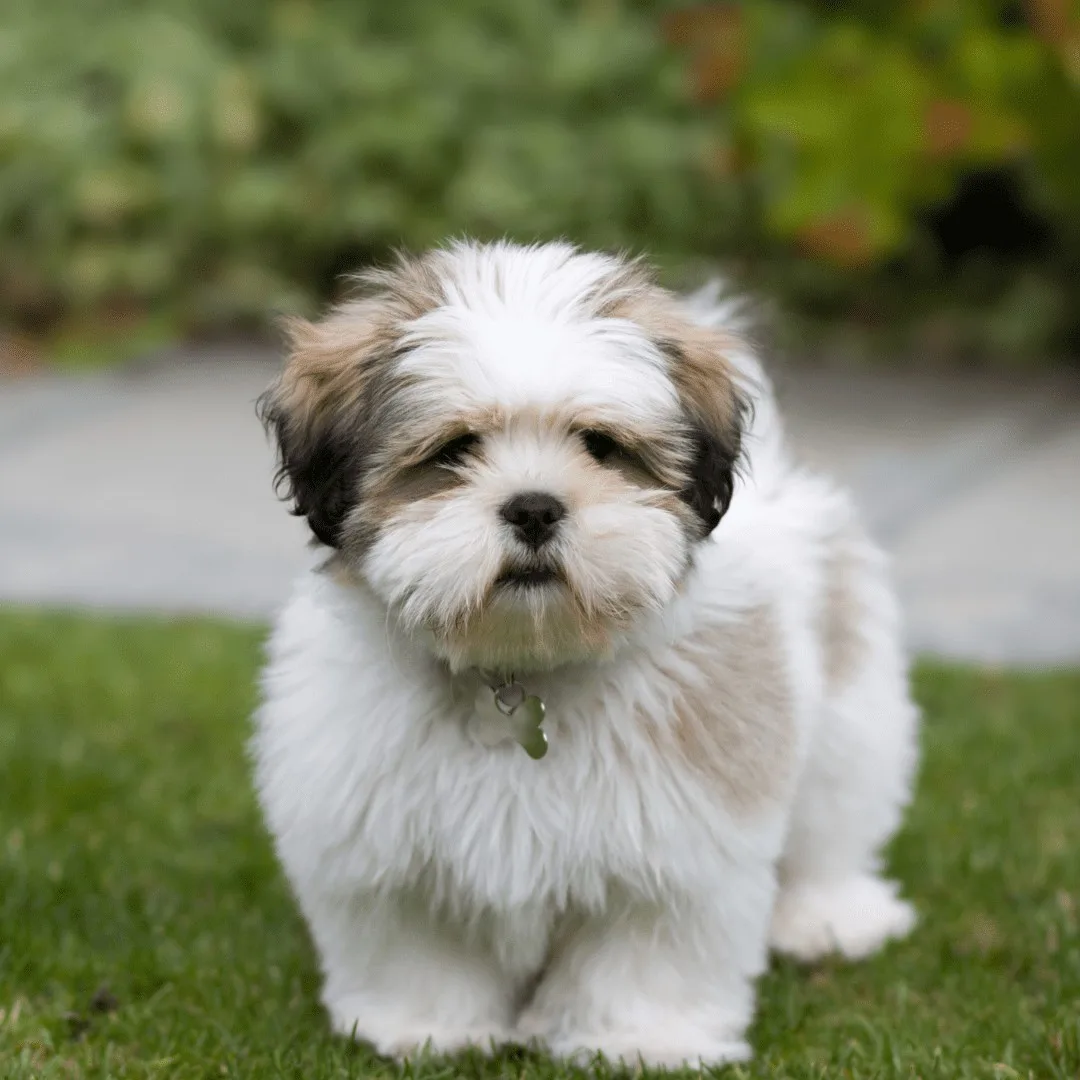 Ay — Lhasa Apso