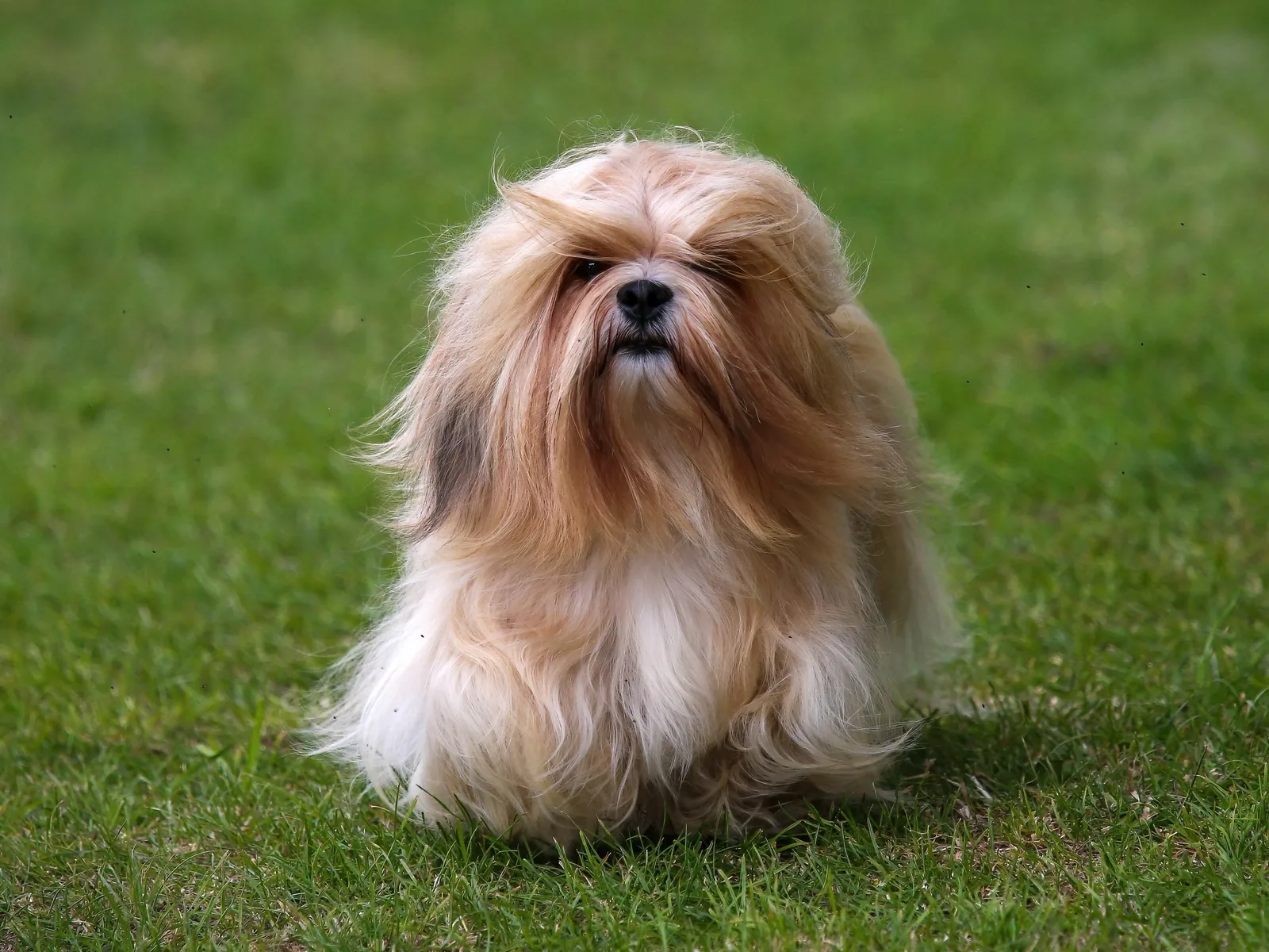 Bobi — Lhasa Apso