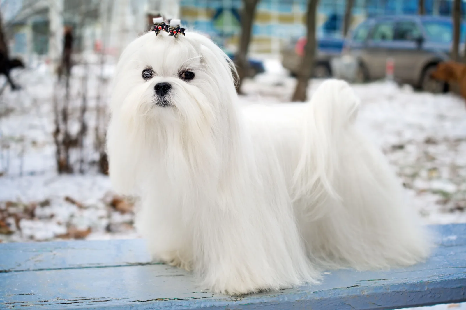 Mia — Maltese Terrier