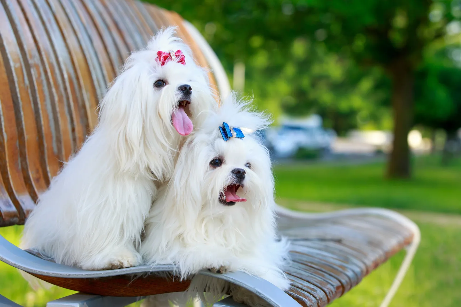 Gölge — Maltese Terrier