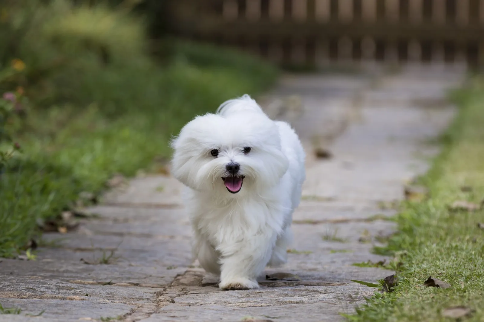 Sultan — Maltese Terrier