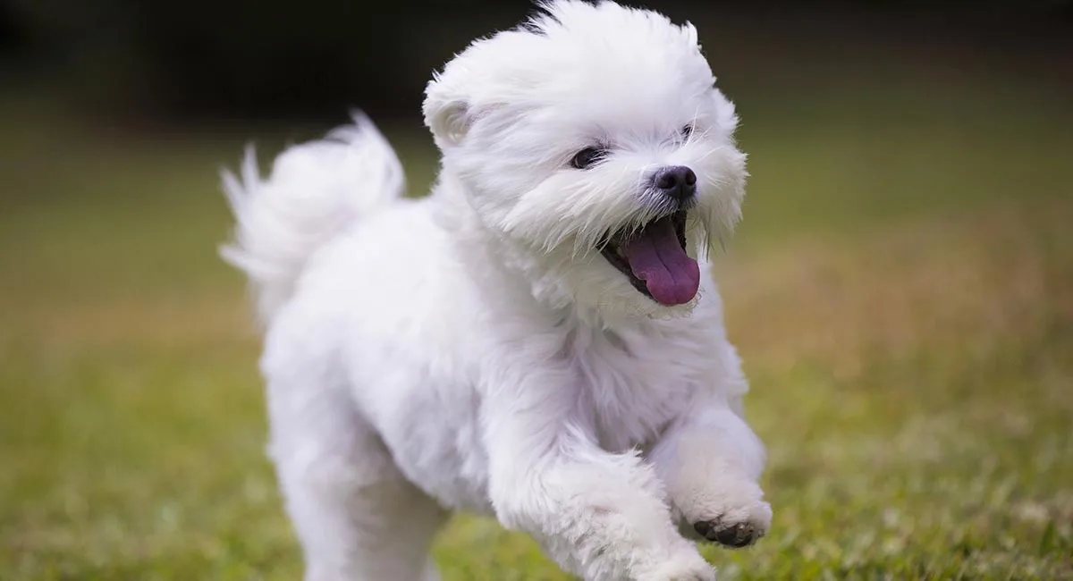 Boncuk — Maltese Terrier
