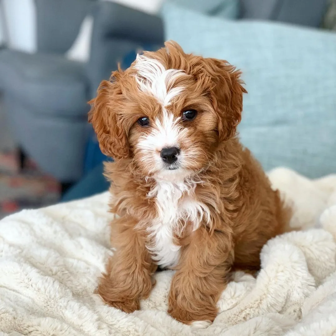 Pamuk — Maltipoo