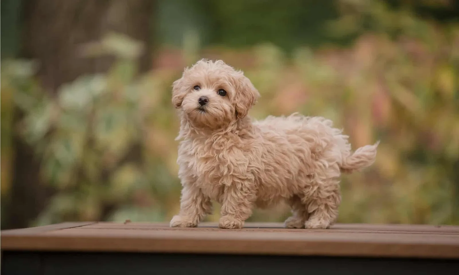 Reis — Maltipoo