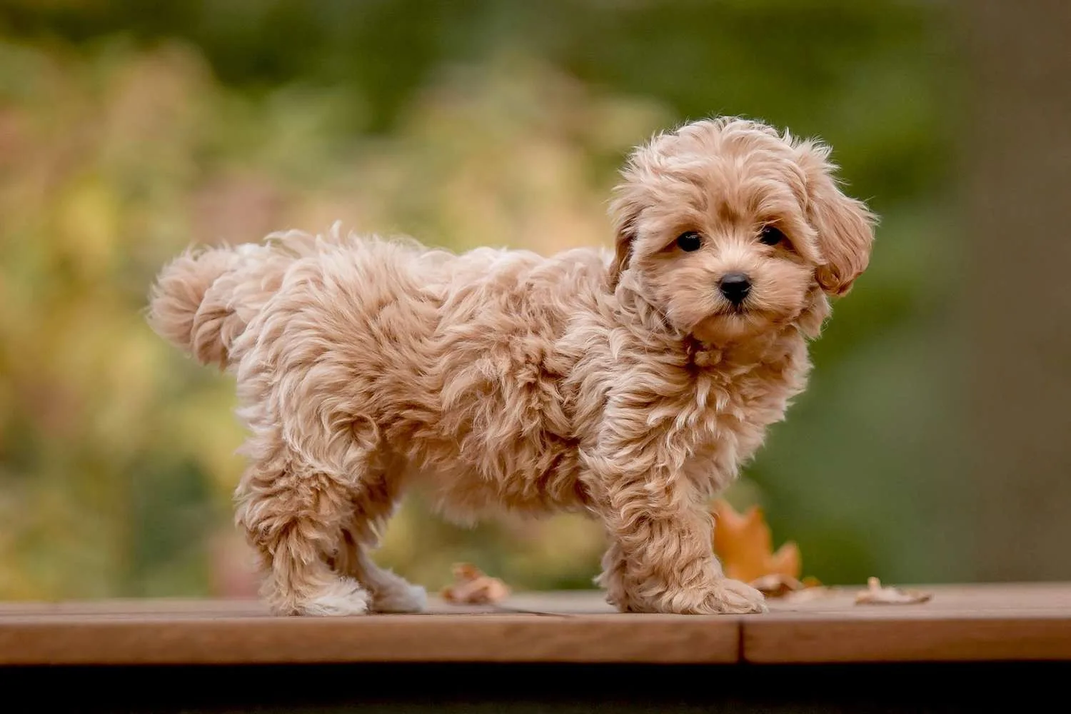 Reis — Maltipoo