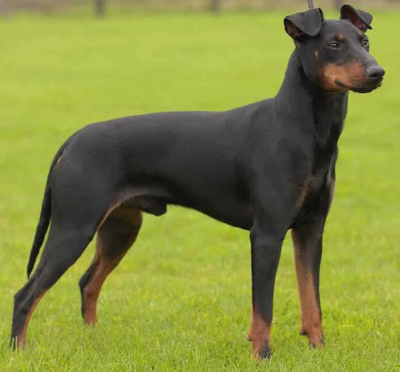Yağmur — Manchester Terrier