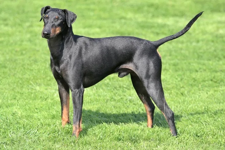 Max — Manchester Terrier