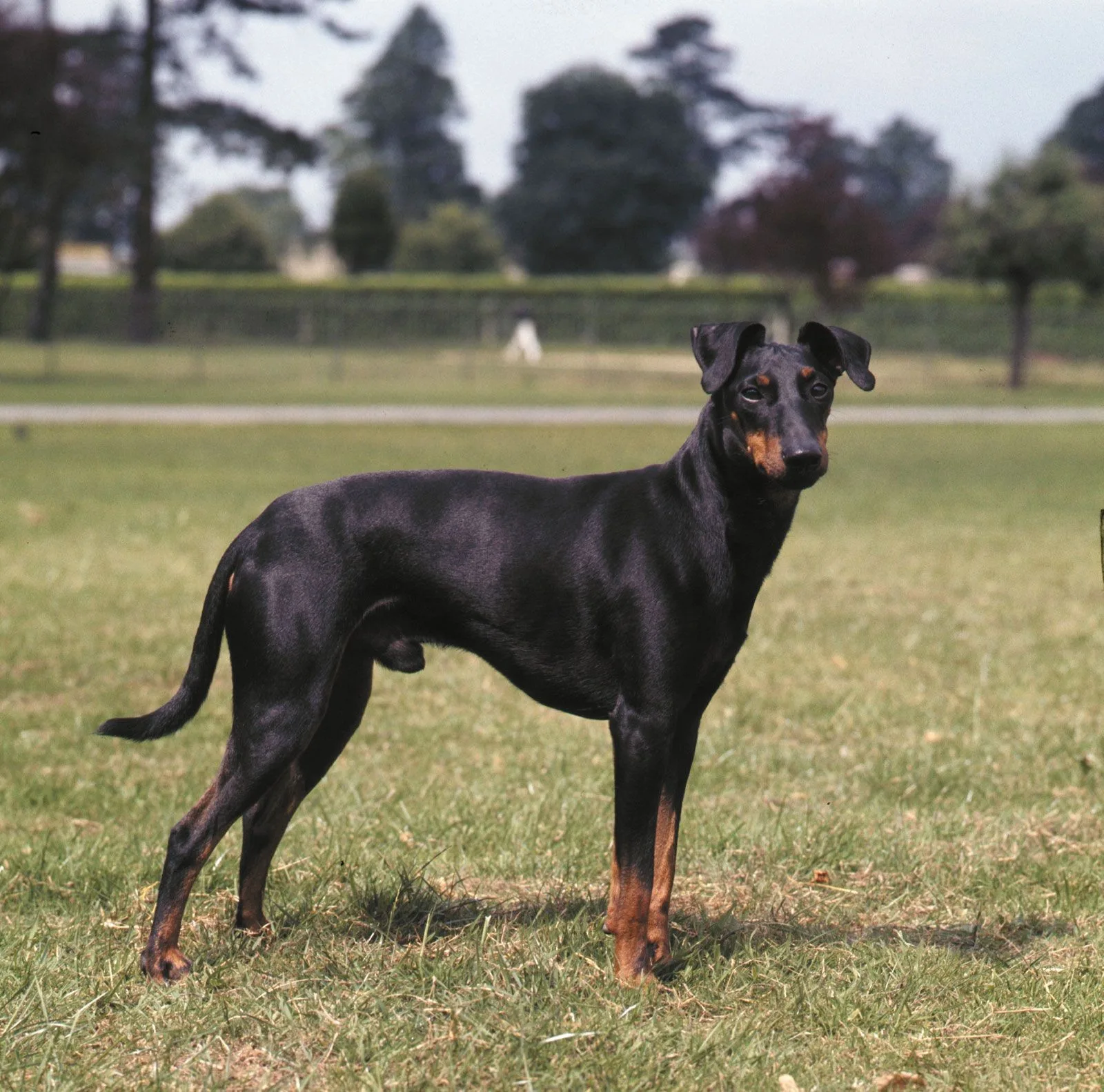 Kaya — Manchester Terrier