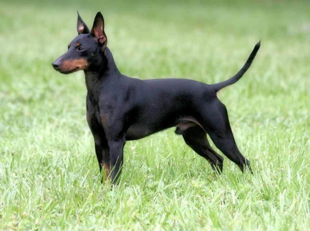 Kaplan — Manchester Terrier