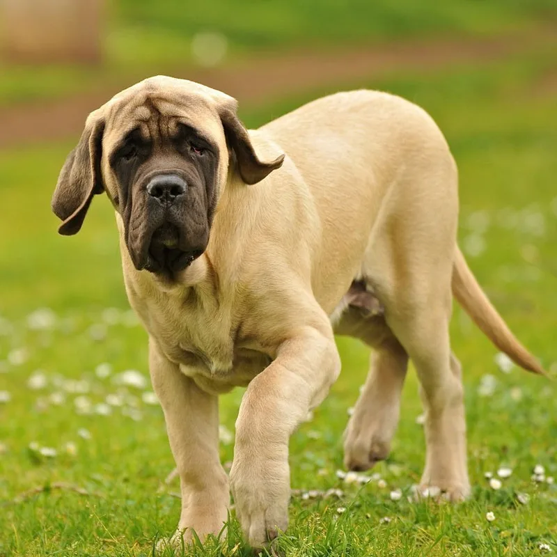 Rocky — Mastiff