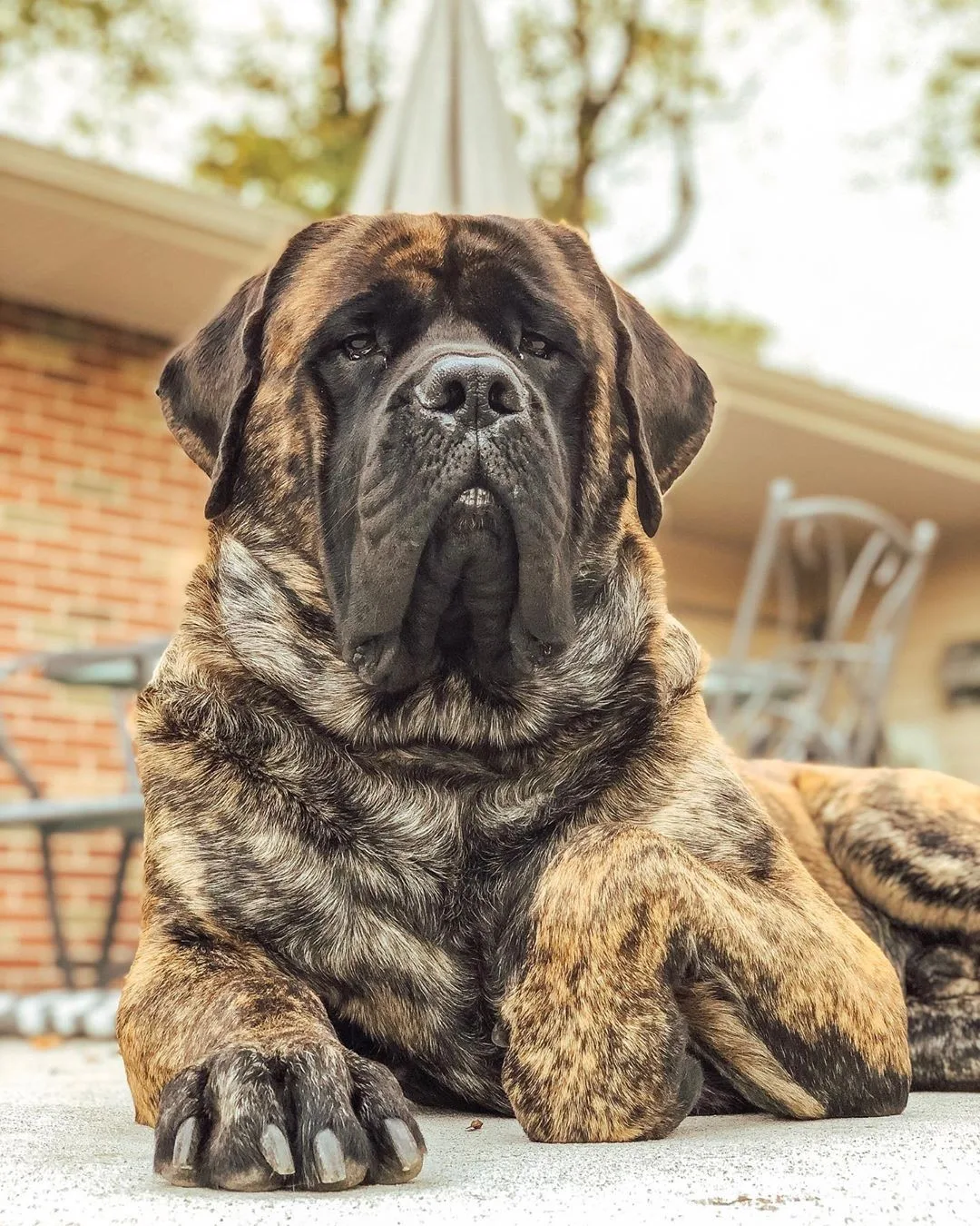 Gölge — Mastiff