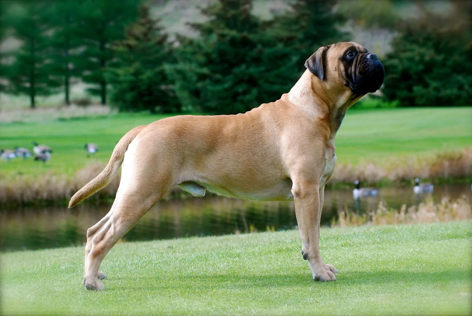 Şanslı — Mastiff