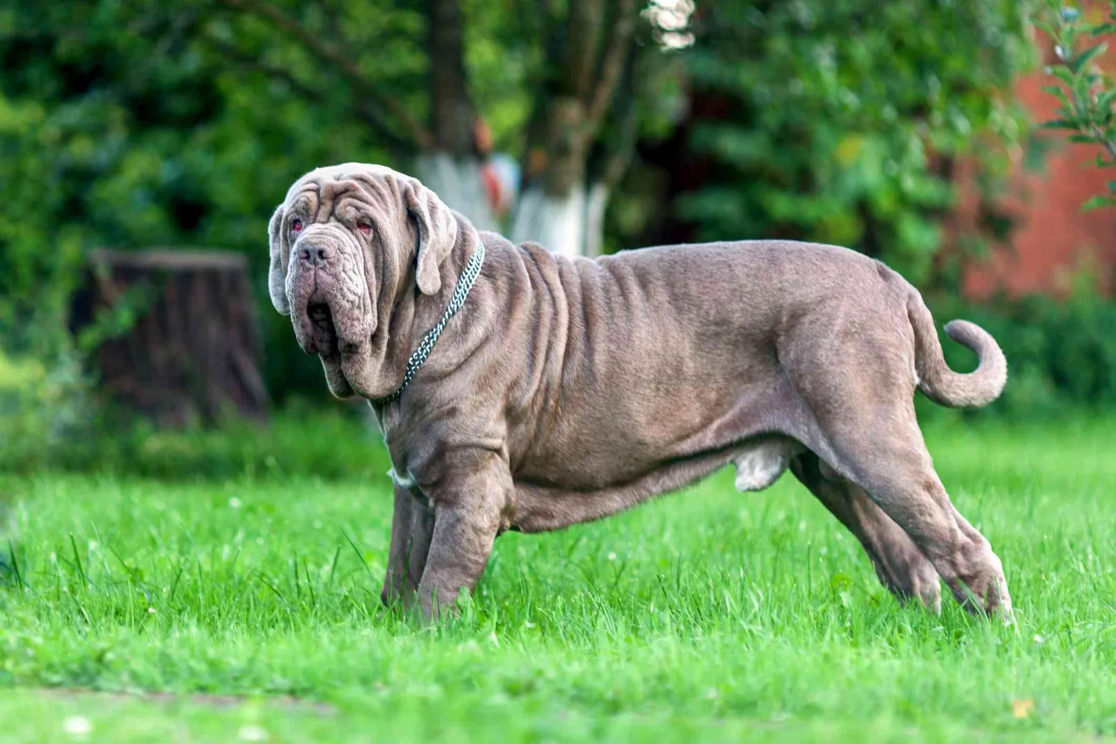 Buddy — Mastiff