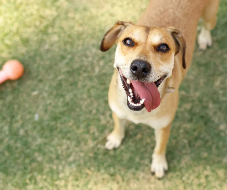 Balto — Melez Köpek