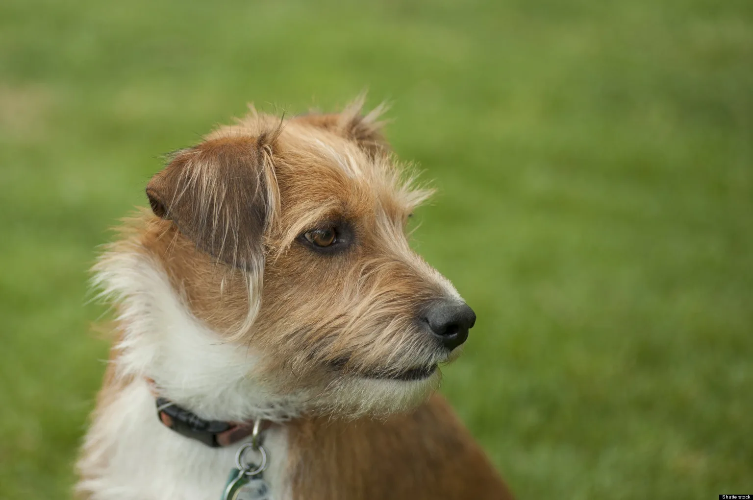 Pati — Melez Köpek