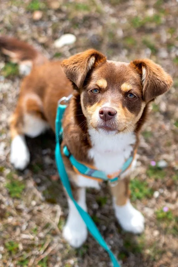 Thor — Melez Köpek