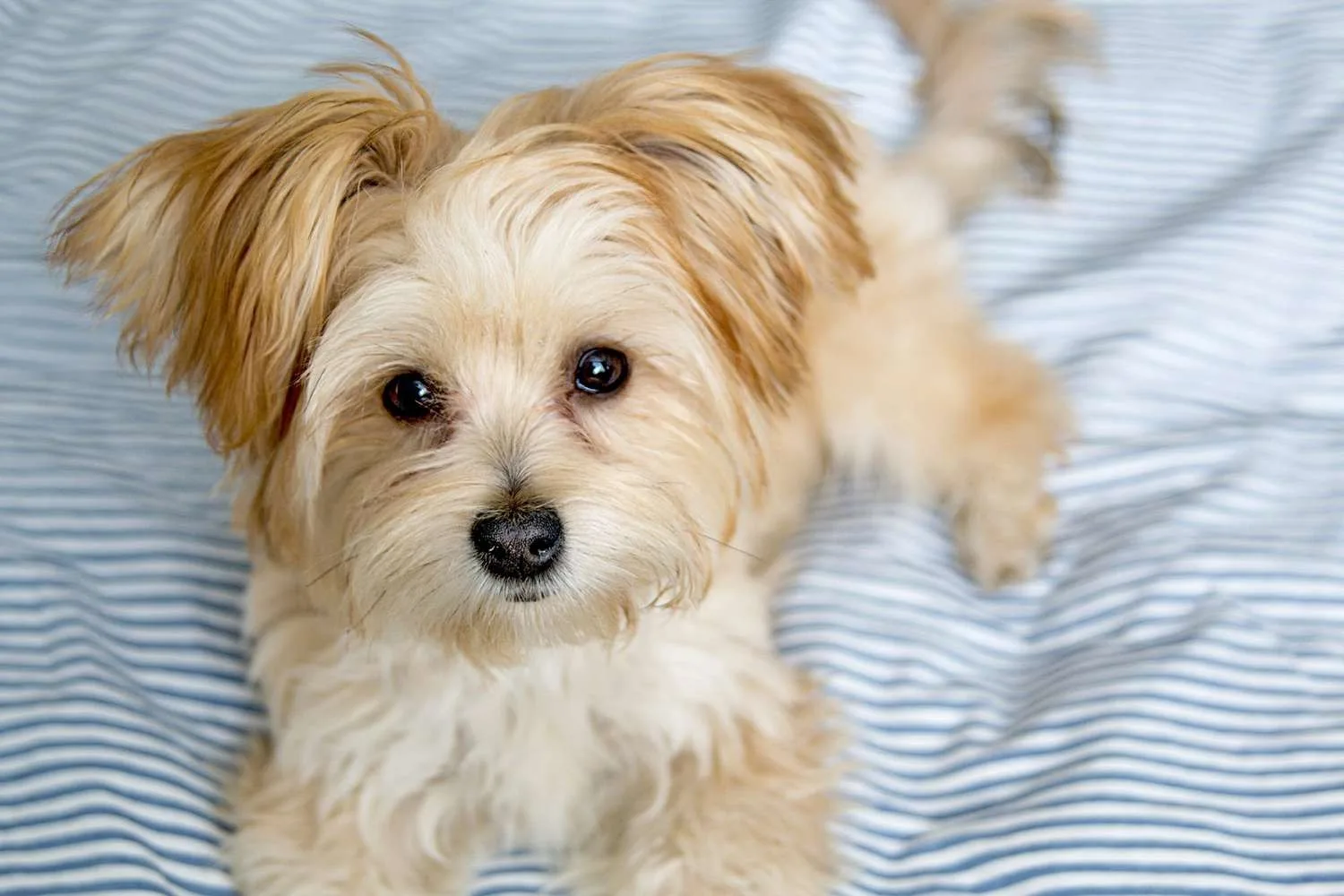 Luna — Morkie