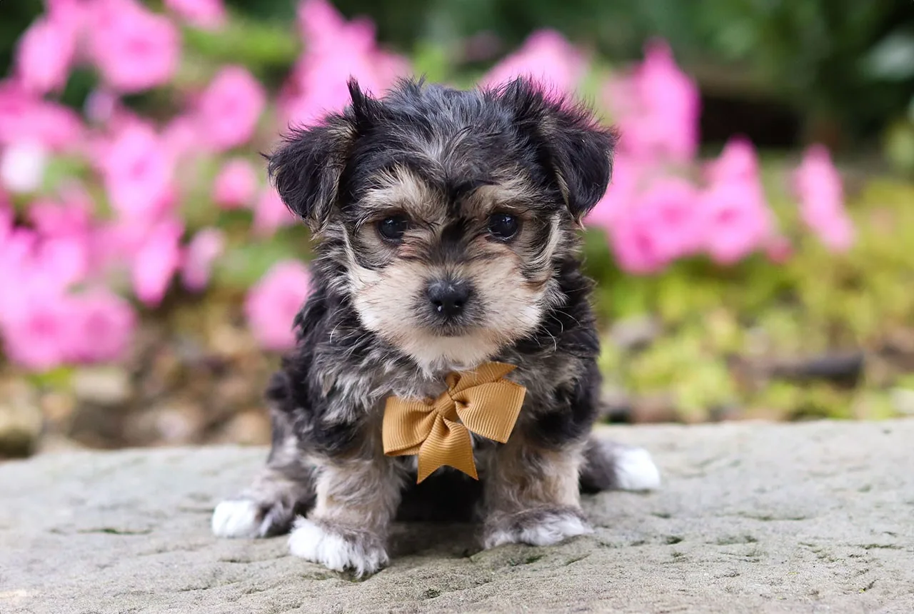 Zeybek — Morkie