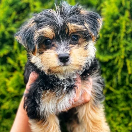 Toby — Morkie
