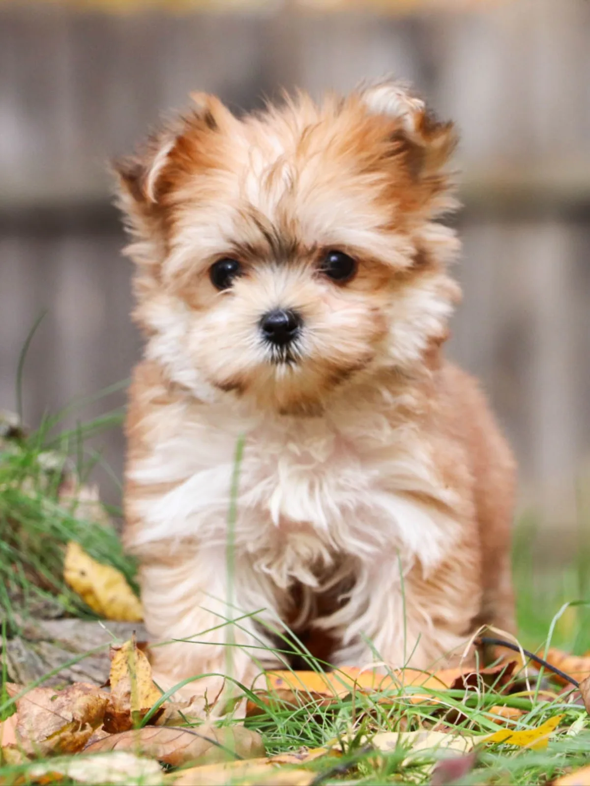 Şanslı — Morkie
