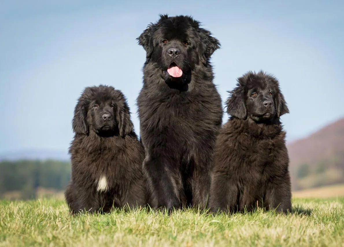 Şimşek — Newfoundland