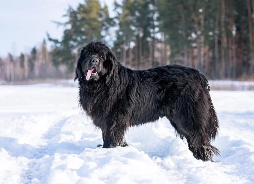 Minik — Newfoundland