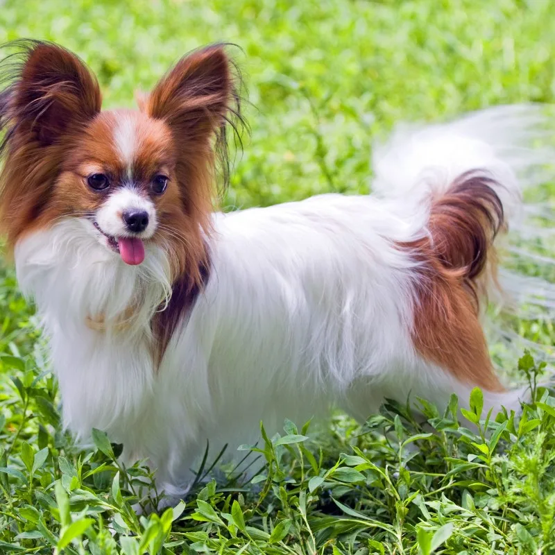 Milo — Papillon