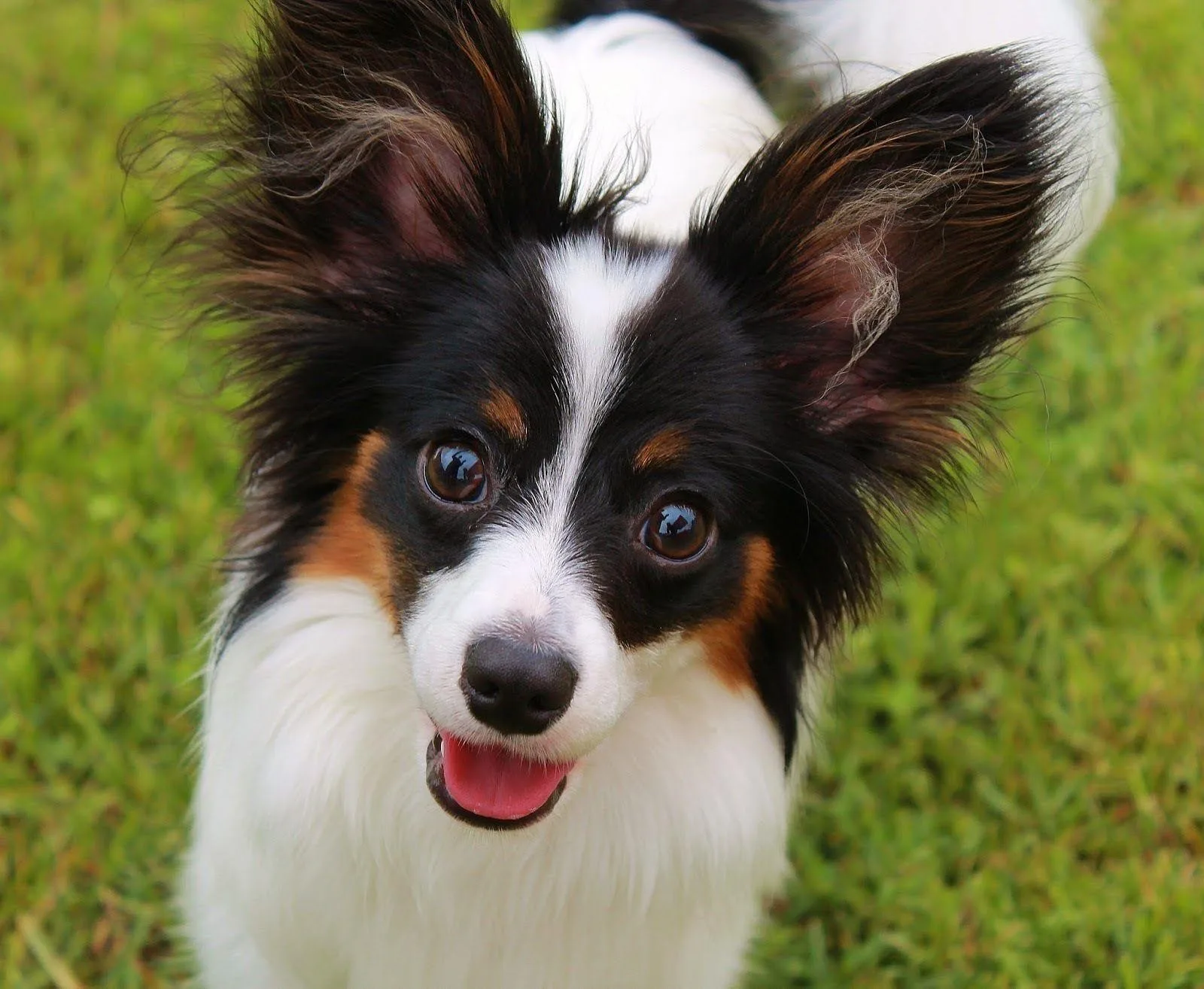 Maya — Papillon