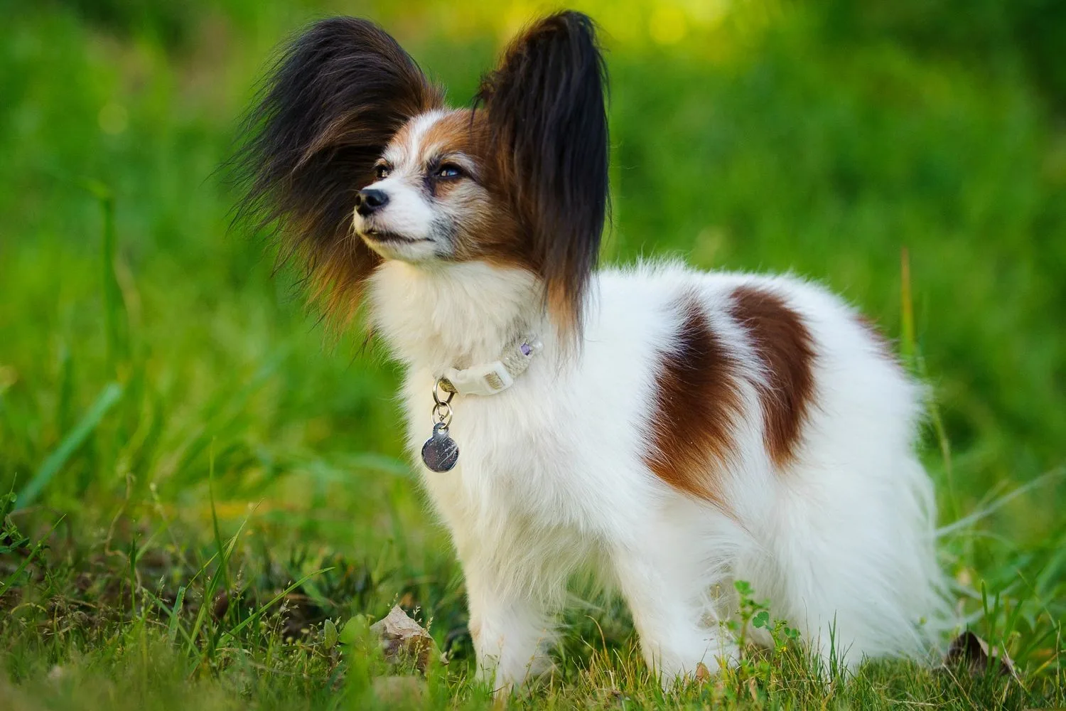Bobi — Papillon