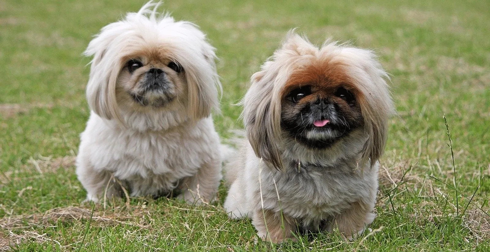 Bronz — Pekinez (Pekingese)