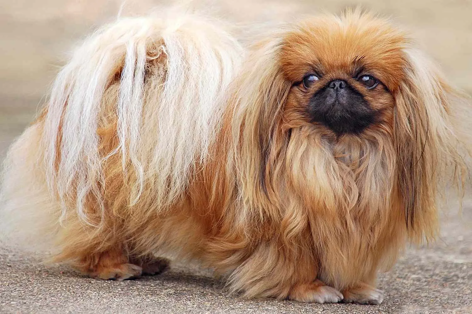 Boz — Pekinez (Pekingese)