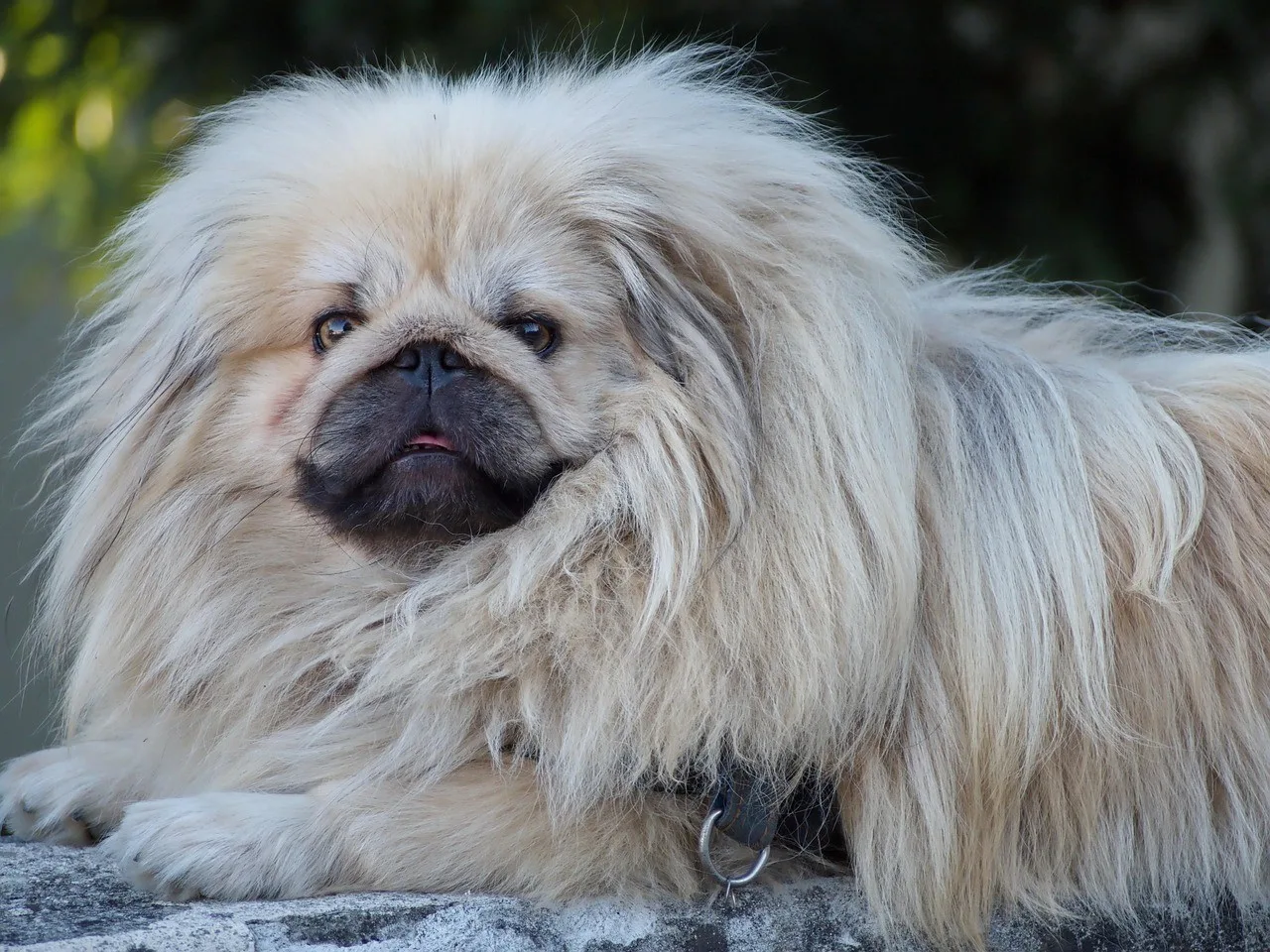 Rex — Pekinez (Pekingese)