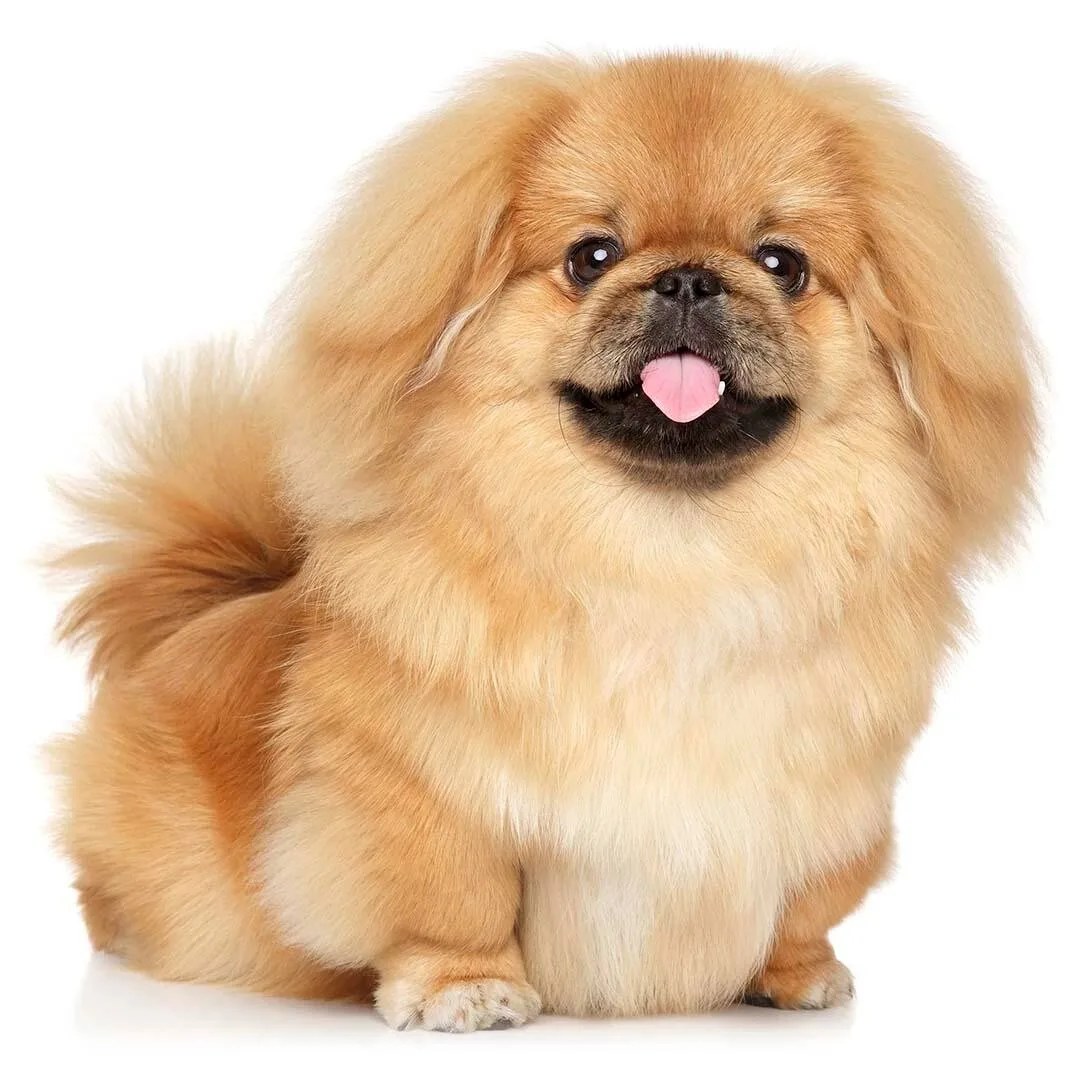 Deniz — Pekinez (Pekingese)