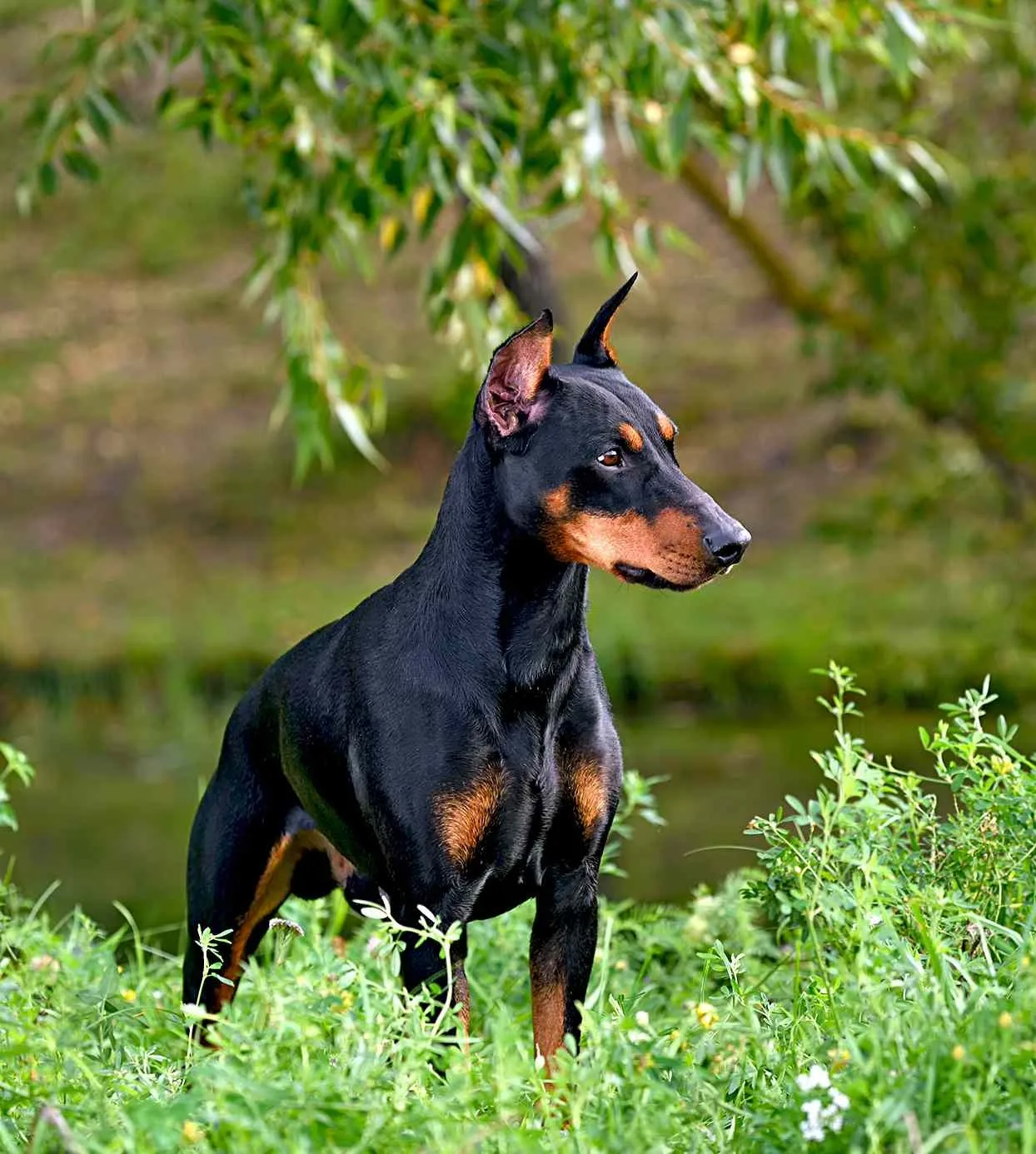 Reis — Pinscher