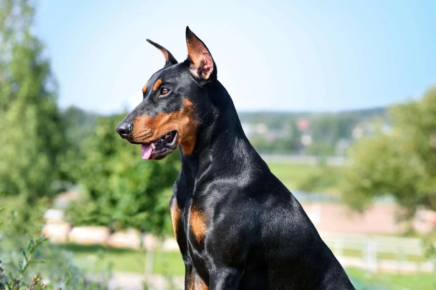 Aslan — Pinscher