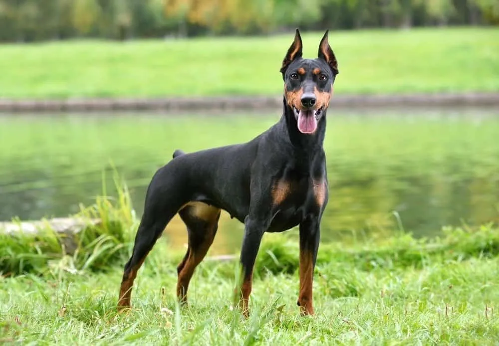Charlie — Pinscher
