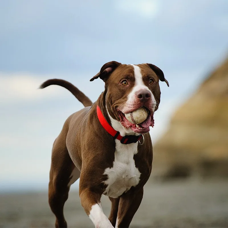 Dost — Pitbull