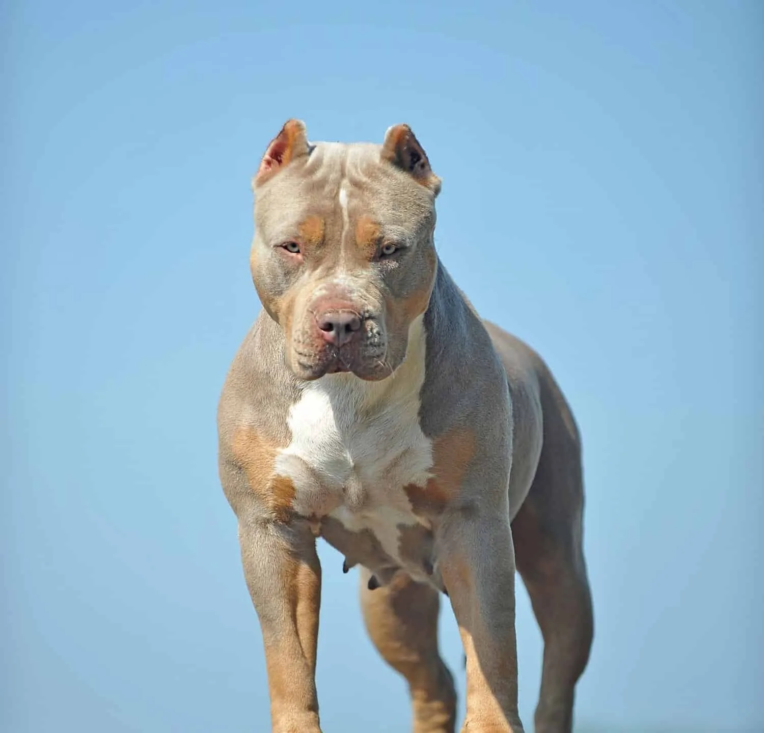Vişne — Pitbull