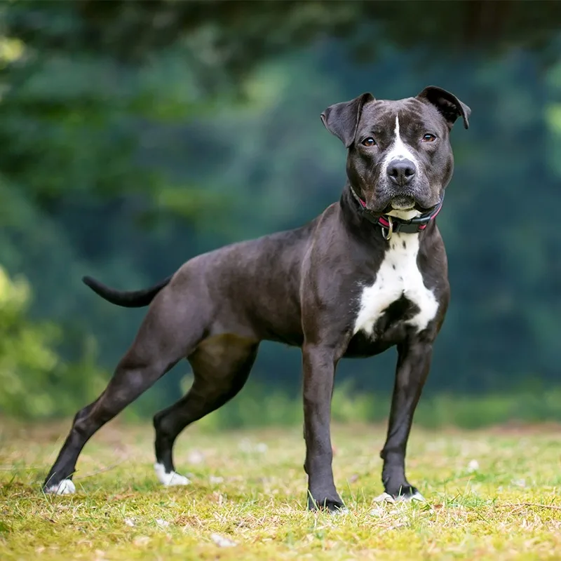 Thor — Pitbull