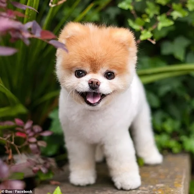 Balto — Pomeranian Boo
