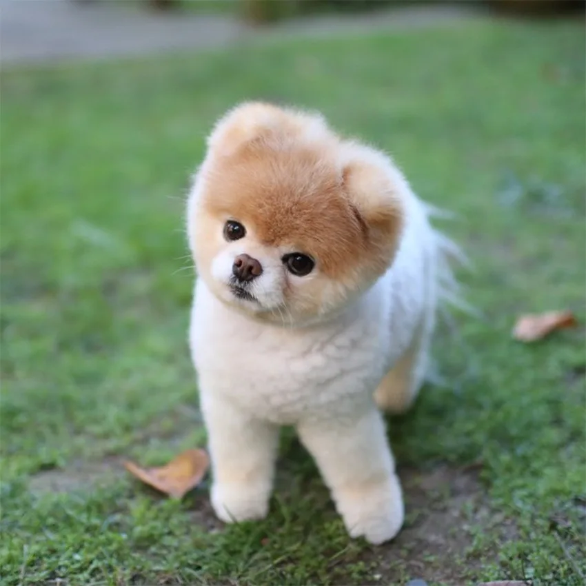 Aslan — Pomeranian Boo