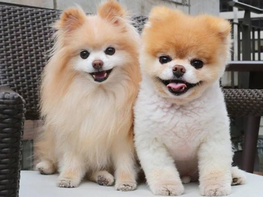 Tomi — Pomeranian Boo