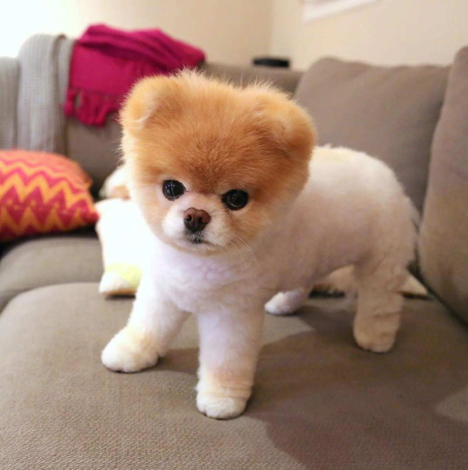 Zeus — Pomeranian Boo