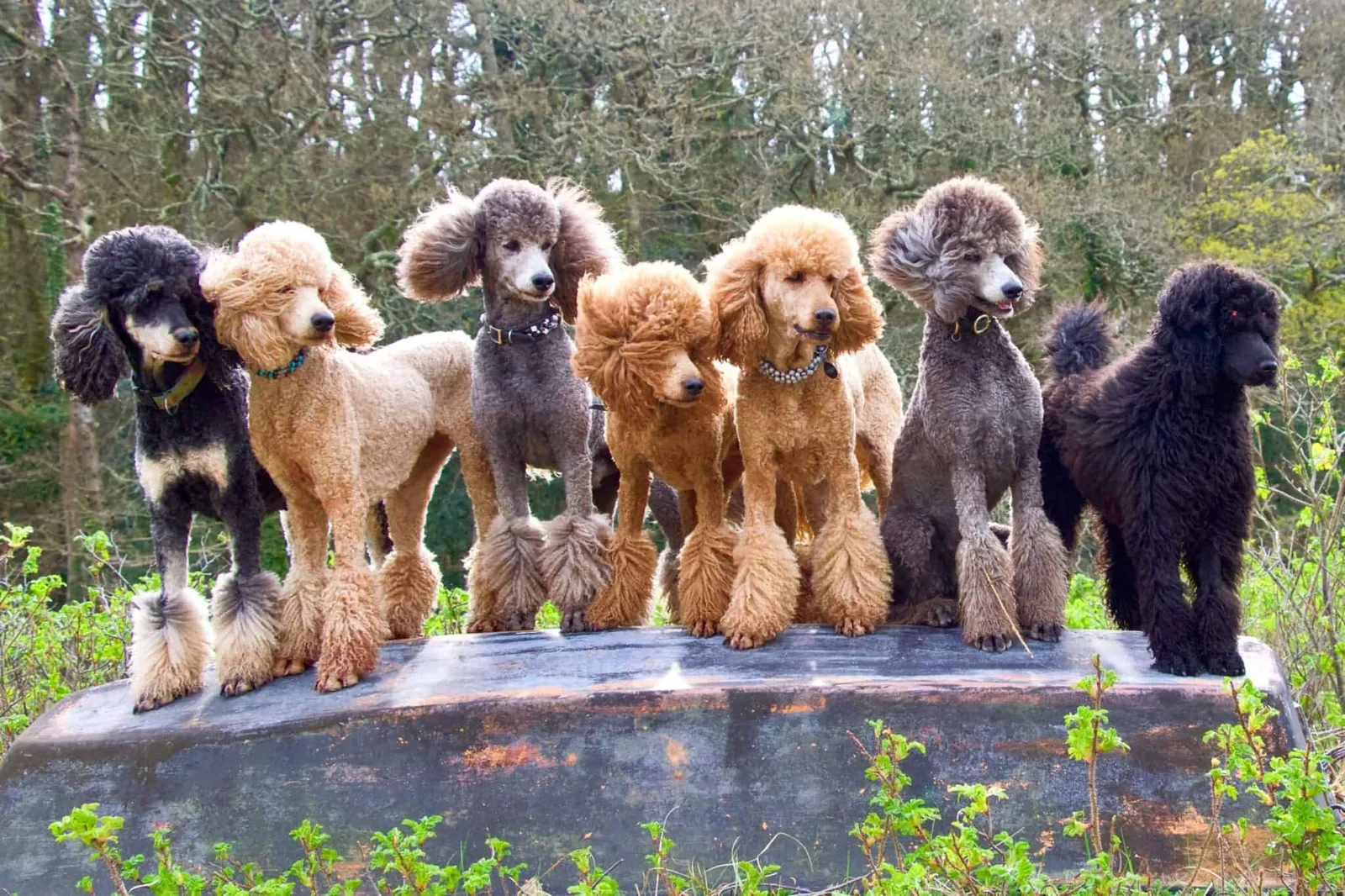 Kurt — Poodle