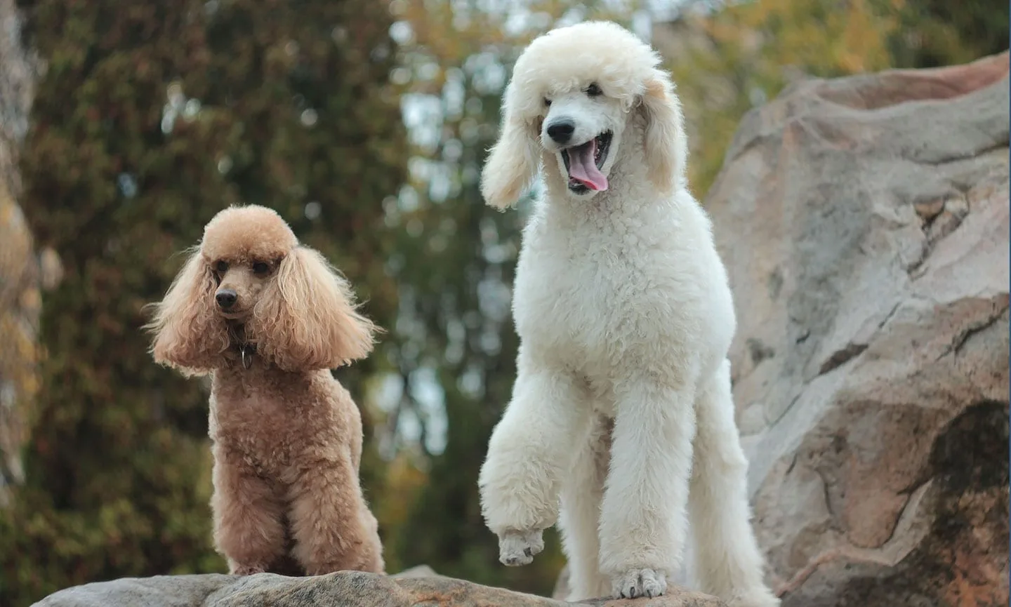 Leo — Poodle