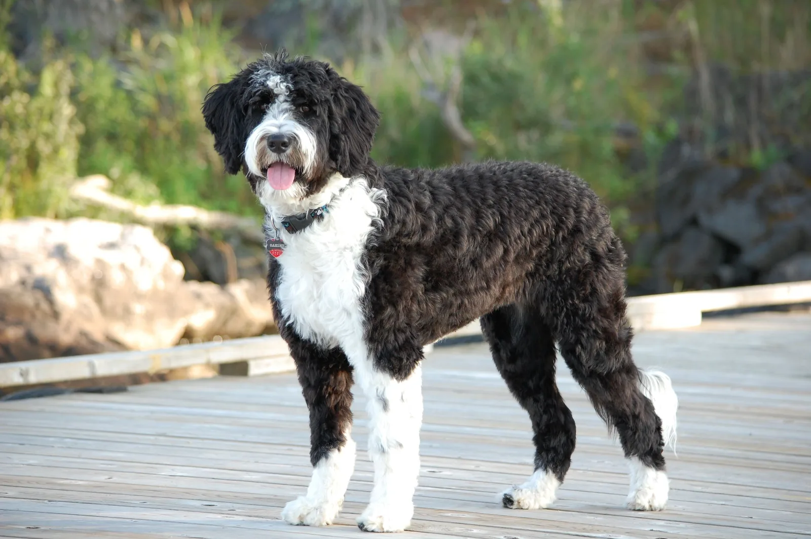 Ares — Portekiz Su Köpeği (Portuguese Water Dog)