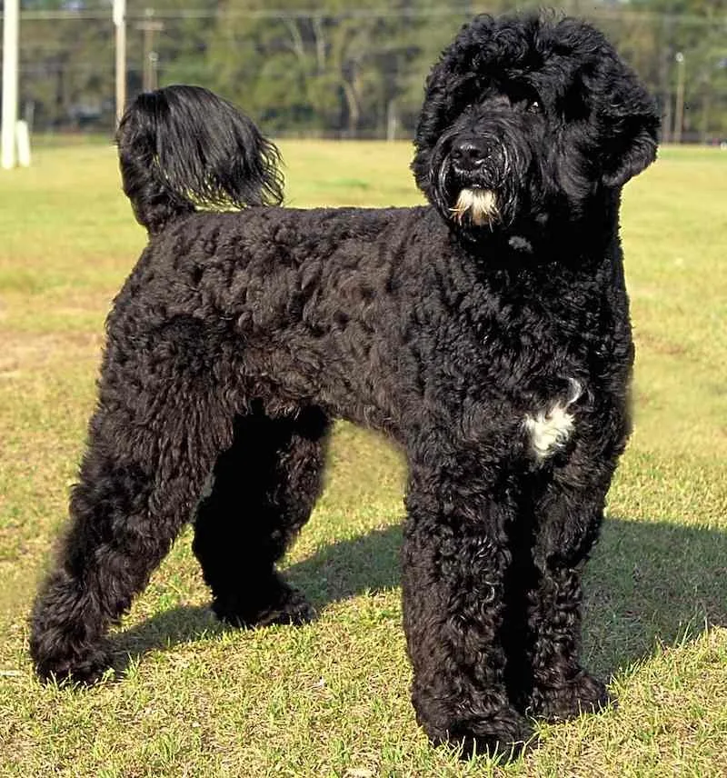 Bulut — Portekiz Su Köpeği (Portuguese Water Dog)